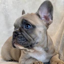 French Bulldogs from Kellysbulldogs