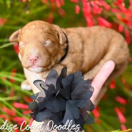 Vacation MINI - Red  female Goldendoodle puppy in Naples, Florida from Paradise Coast Doodles