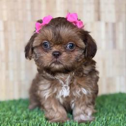 Nami - Red and tan female Shih Tzu puppy in San Tan Valley, Arizona from My Puppy Tzu
