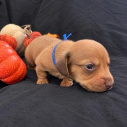 Zazu AKC 3,000 - Dapple male Dachshund puppy in Indian Trail, North Carolina from Hilda’s Teenie Weenies