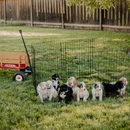 Goldendoodle and Sheepadoodle Puppies from Dooling Doodles