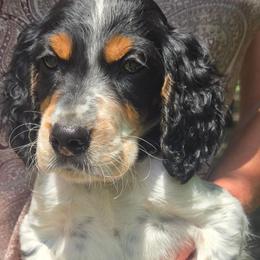 Roy 4 - Blue belton and tan (tri-color) male English Setter puppy in Morrice, Michigan from Wild Bird Setters