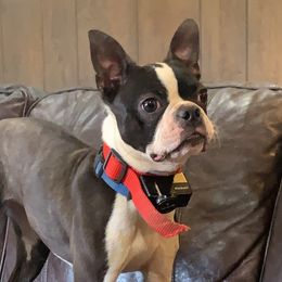 Luna  - Boston Terrier