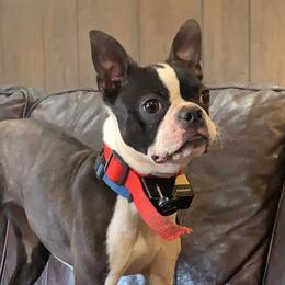 Luna  - Boston Terrier