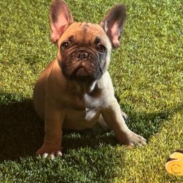 French Bulldog Puppies from Mosaic French Bulldogs