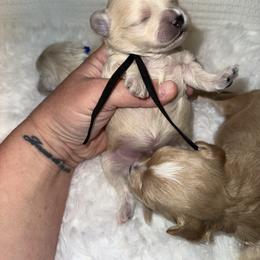 Pecan - Apricot male Maltipoo puppy in Fredericktown, Missouri from Doodle Pups Fur-Ever