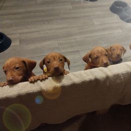 Vizslas from Robert's Vizslas