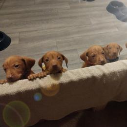 Vizslas from Robert's Vizslas