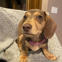KC - Chocolate and cream female Dachshund puppy in Frazee, Minnesota from Long Little Dog Ranch