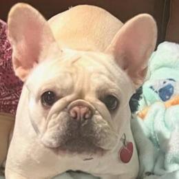 Maddie - French Bulldog