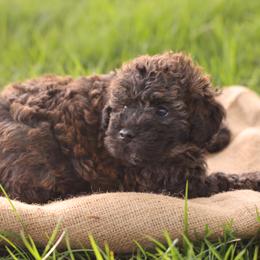 Onna - Merle female Whoodle puppy in West Bend, Iowa from Blue Skies Terriers