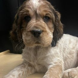 English Springer Spaniels from Krysak’s Springer Spaniels