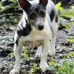 Dusty - Teddy Roosevelt Terrier