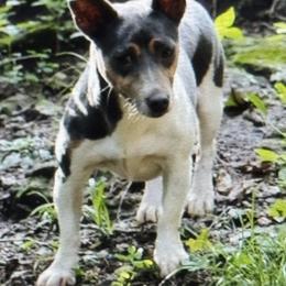 Dusty - Teddy Roosevelt Terrier