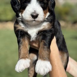 Pongo - Tri-color male Bernedoodle puppy in Yuciapa, California from AlltheDoodlez_