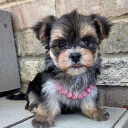 Misty - Black & tan tri-color female Morkie puppy in Monticello, Iowa from Ashley’s Puppies