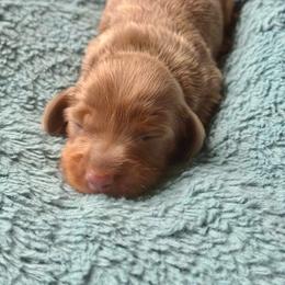 Echo - Dapple female Dachshund puppy in Cottage Grove, Oregon from Freckled Roots Farm Dachshunds