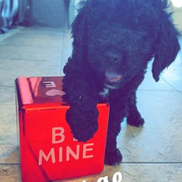 Goldendoodle Puppies from AZ Stickerdoodles