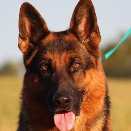 German Shepherds and Golden Retrievers from Kallhart Shepards and retrievers