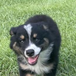Australian Shepherds from Green Swamp Farms