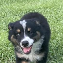 Australian Shepherds from Green Swamp Farms