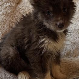 Prancer - Red and white male Siberian Husky puppy in Doswell, Virginia from Shinko Siberians