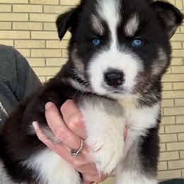 Luna - Agouti and white female Siberian Husky puppy in Walker, Louisiana from TRUHUSKY SIBERIANS