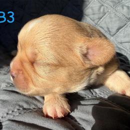 Gus - Fawn male Chihuahua puppy in Harlan, Iowa from Home Grown Chihuahuas From Iowa