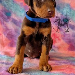 Blue Collar Male Amethyst and Sage - Red and rust male Doberman Pinscher puppy in Spencer, Indiana from Jackson's Dobermans