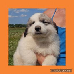 Orange collar - White and badger male Great Pyrenees puppy in Mikado, Michigan from Brittain Family Farm