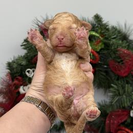 Sunflower (Sunny) - Red male Aussiedoodle puppy in Austin, Texas from Doodles of Central Texas