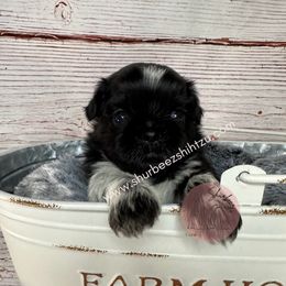 Shih Tzu Puppies from Shurbeez Shih Tzu