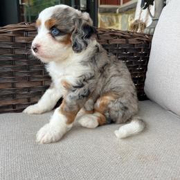 Bonnie - Tri-color female Bernedoodle puppy in Holtwood, Pennsylvania from Country Ridge Puppies