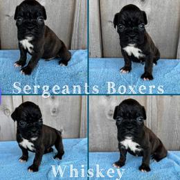 Whiskey - Brindle male Boxer puppy in Madisonville, Texas from Sergeant's Boxers