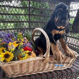 Boy 4 - Black and tan Bloodhound puppy in Vanderpool, Texas from Kiwi Hunting Services