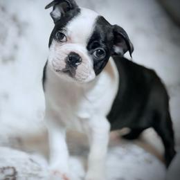 Teddy Bear - Black and white male Boston Terrier puppy in Edgewater, Florida from Bluewater Bostons