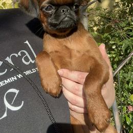 Brussels Griffon Puppies from Looking Glass Brussels Griffons