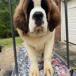 Saint Bernard Puppies from Ostara Kennel