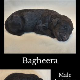 Bagheera - Black male Australian Labradoodle puppy in Roseburg, Oregon from Lookingglass Doodles