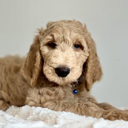 Blue - Cream male Goldendoodle puppy in Hesperia, Michigan from Red Acres Poodles & Doodles