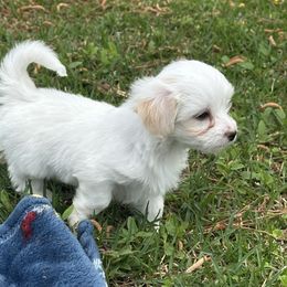 Miles - White Coton de Tulear puppy in Brogden, North Carolina from Seven Seas Cotons