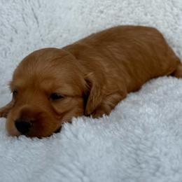 AKC Red Female - Red female Dachshund puppy in Sumrall, Mississippi from JP’s Dachshunds