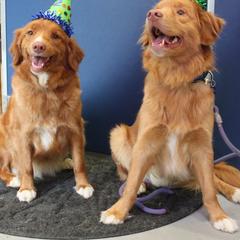 Nova Scotia Duck Tolling Retriever All Grown Up from Dtails Tollers