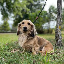 Daffodil - Dachshund