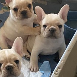 Dachshunds and French Bulldogs from ByDezyne