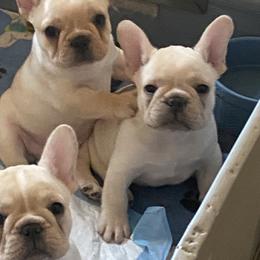 Dachshunds and French Bulldogs from ByDezyne