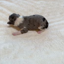 Cosmo - Blue merle male Aussiedoodle puppy in Grants Pass, Oregon from Woodwind Miniatures