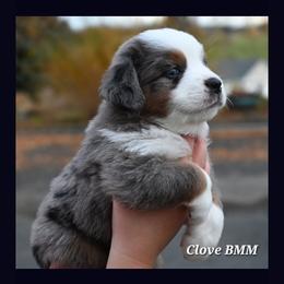 Labrador Retriever and Miniature American Shepherd Puppies from ROCK CREEK LABRADORS Pasco, WA