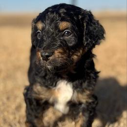BTM11 - Black tri-color male Aussiedoodle puppy in Prague, Oklahoma from Classic K9’s  Aussies & Doodles