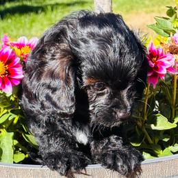 Aladdin - Black and white male Cavapoo puppy in Jackson, California from Oodles & Doodles